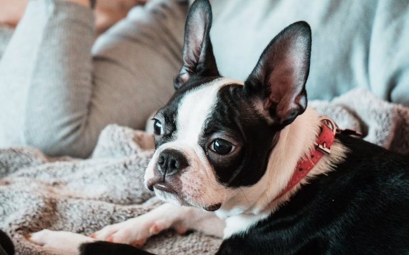 Boston Terrier adapts well to apartment living with a short coat and easy-care routine for seniors