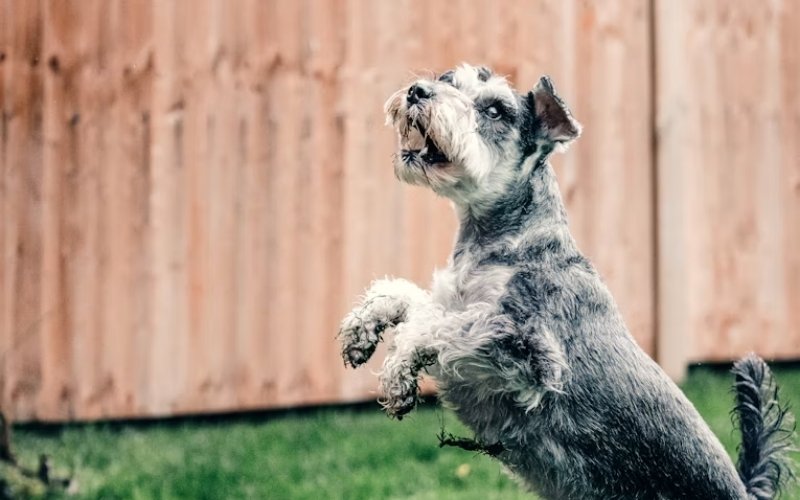Miniature Schnauzer is an energetic and intelligent companion for active seniors who enjoy daily walks