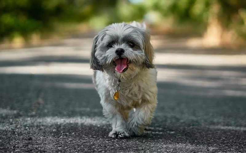 Shih Tzu is a gentle and affectionate companion, making it one of the best small dogs for seniors